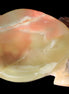 Colourful Afghan Jade hand-carved Turtle 395.5g Rocks and Things