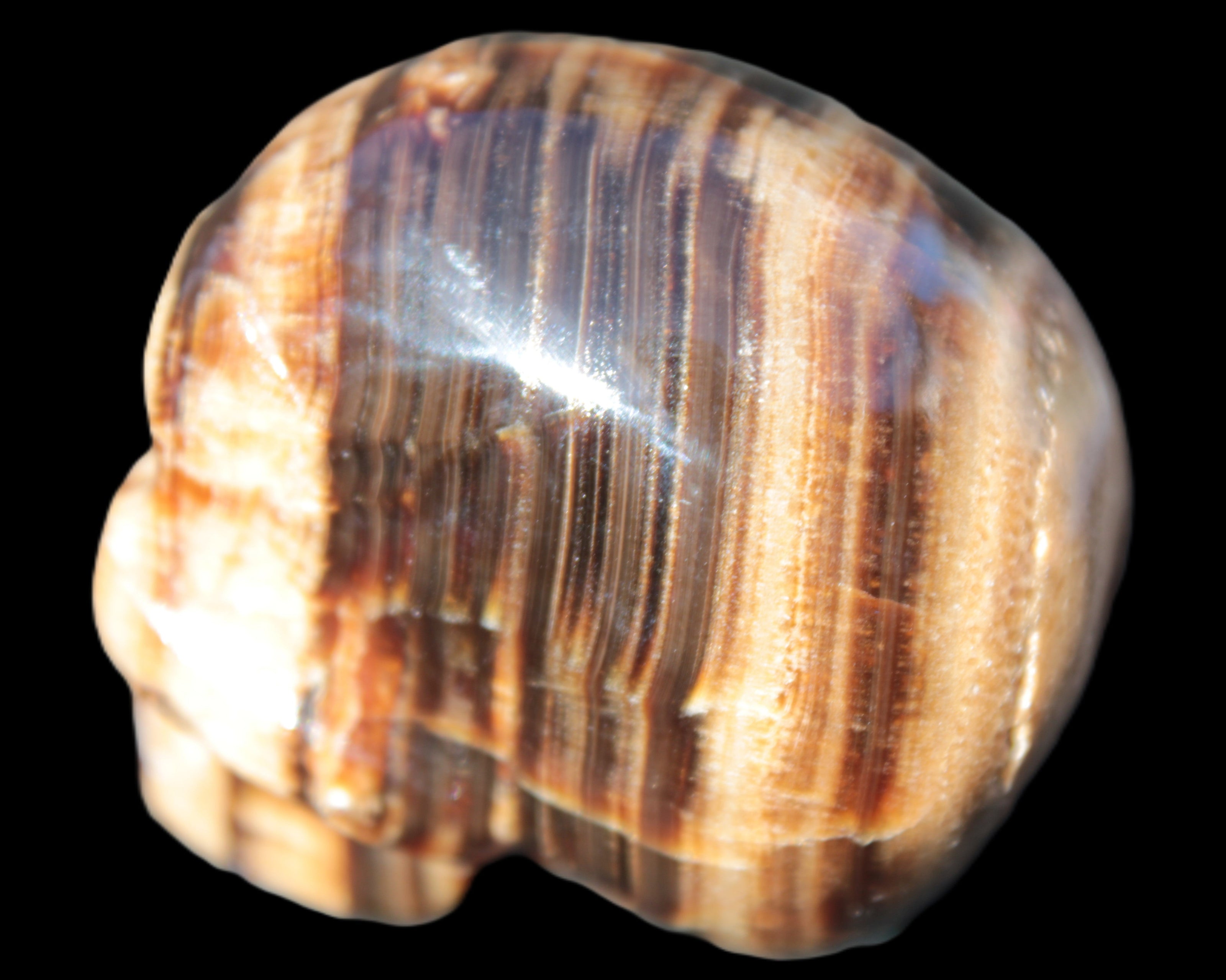 Chocolate Calcite skull 52-53mm 191-204g in sunshine - Rocks and Things Store