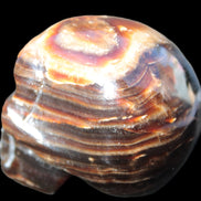 Chocolate Calcite skull 52-53mm 191-204g Rocks and Things