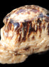 Chocolate Calcite hand-carved skull 37*61*50mm  152.7g Rocks and Things