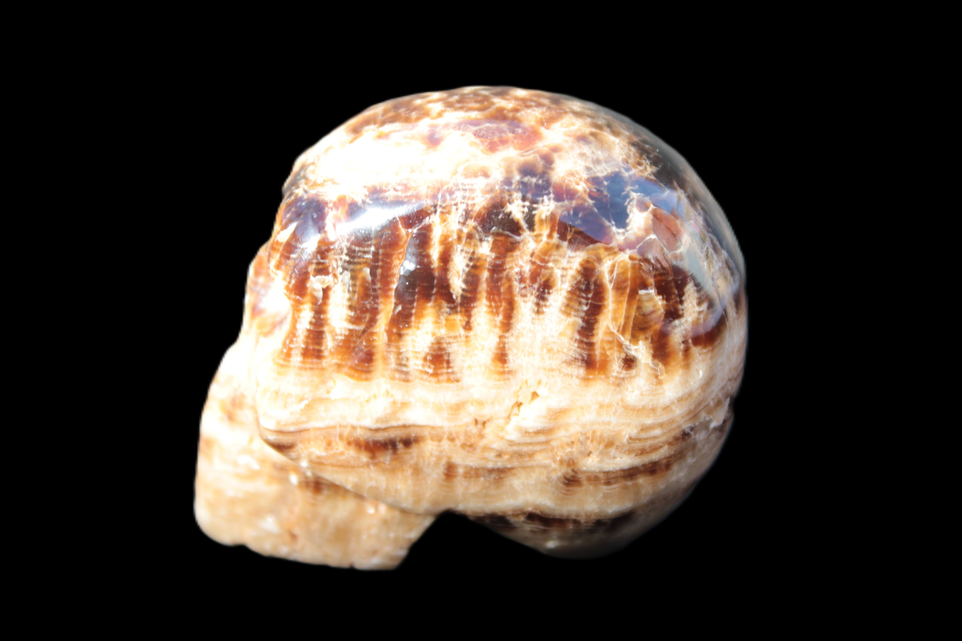 Chocolate Calcite hand-carved skull 37*61*50mm  152.7g Rocks and Things