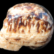 Chocolate Calcite hand-carved skull 37*61*50mm  152.7g Rocks and Things