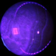 Yellow  Calcite sphere 64/65mm 346-371g  in UV light  - Rocks and Things Store