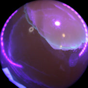 Topaz Honey Calcite sphere 63mm 341g Rocks and Things