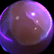 Topaz Honey Calcite sphere 63mm 341g Rocks and Things