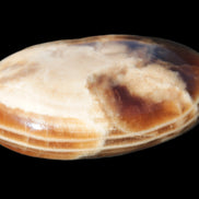 Chocolate Calcite palm stone 58-66mm 91-115g Rocks and Things