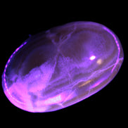 Chocolate Calcite palm stone 58-66mm 91-115g Rocks and Things