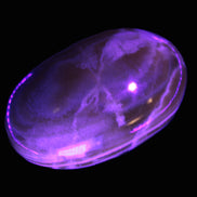 Chocolate Calcite palm stone 58-66mm 91-115g Rocks and Things