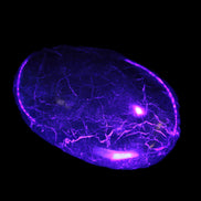 Black Jade from Pakistan palm stone 59-67mm 63-121g Rocks and Things