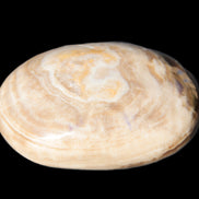 Chocolate Calcite palm stone 53mm 65.8g Rocks and Things