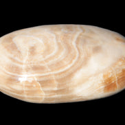 Chocolate Calcite palm stone 53mm 65.8g Rocks and Things