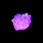 Tiny Kunzite crystals in matrix from Afghanistan 20mm 18.2ct 3.6g in UV light