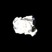 Small Black Tourmaline crystals with matrix 12.8ct 2.5g Rocks and Things