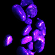 Lapis Lazuli 15 tiny polished stones 8-10g Rocks and Things