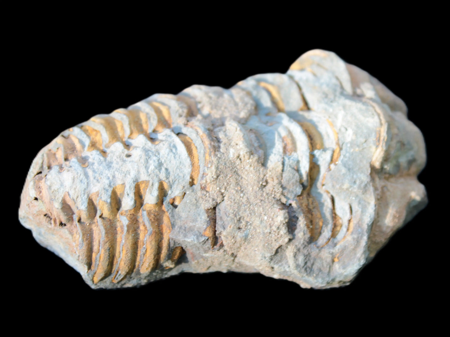 Ordovician Trilobite from Morocco Rocks and Things Store