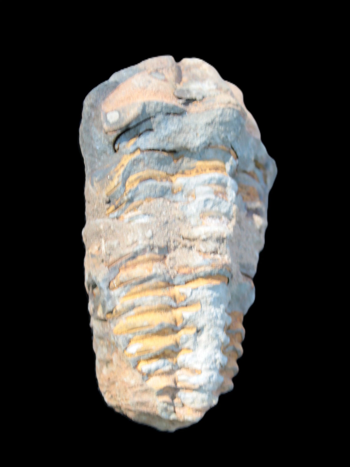 Ordovician Trilobite from Morocco Rocks and Things Store