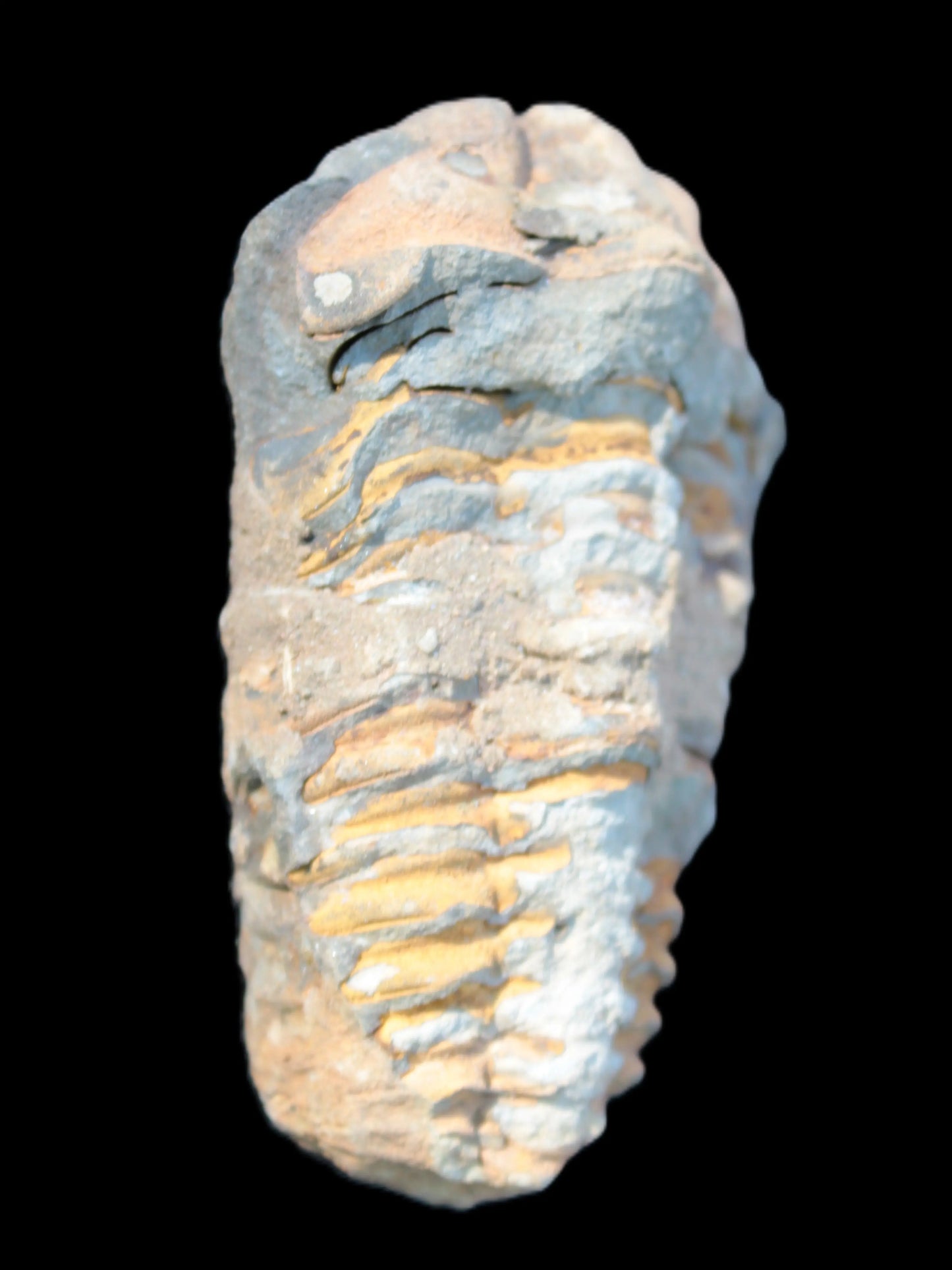 Ordovician Trilobite from Morocco Rocks and Things Store