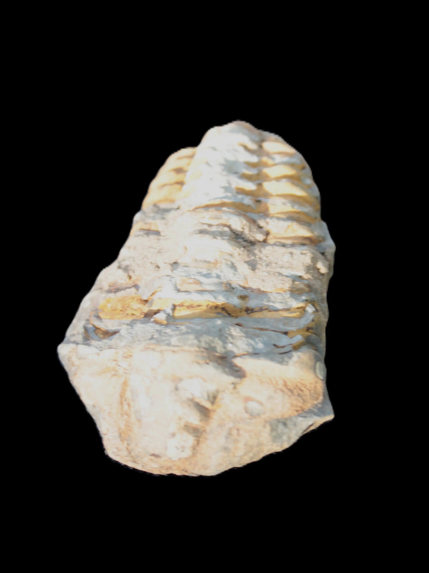 Ordovician Trilobite from Morocco Rocks and Things Store