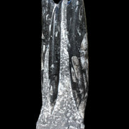 Orthoceras fossil tower 1279g Rocks and Things