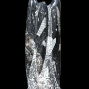Orthoceras fossil tower 1279g Rocks and Things