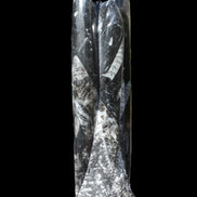 Orthoceras fossil tower 1279g Rocks and Things