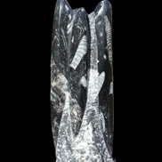 Orthoceras fossil tower 1279g Rocks and Things