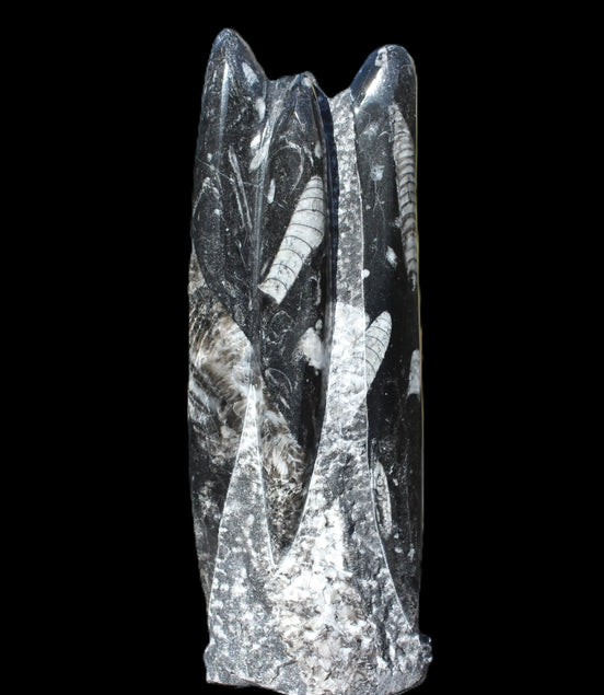 Orthoceras fossil tower 1279g Rocks and Things
