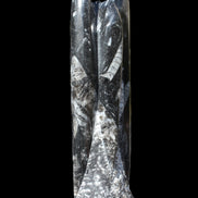 Orthoceras fossil tower 1279g Rocks and Things