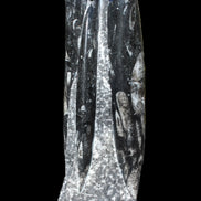 Orthoceras fossil tower 1279g Rocks and Things