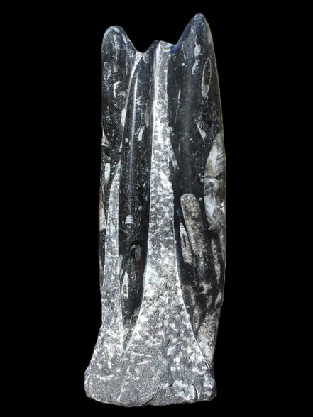 Orthoceras fossil tower 1279g Rocks and Things