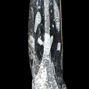 Orthoceras fossil tower 1279g Rocks and Things