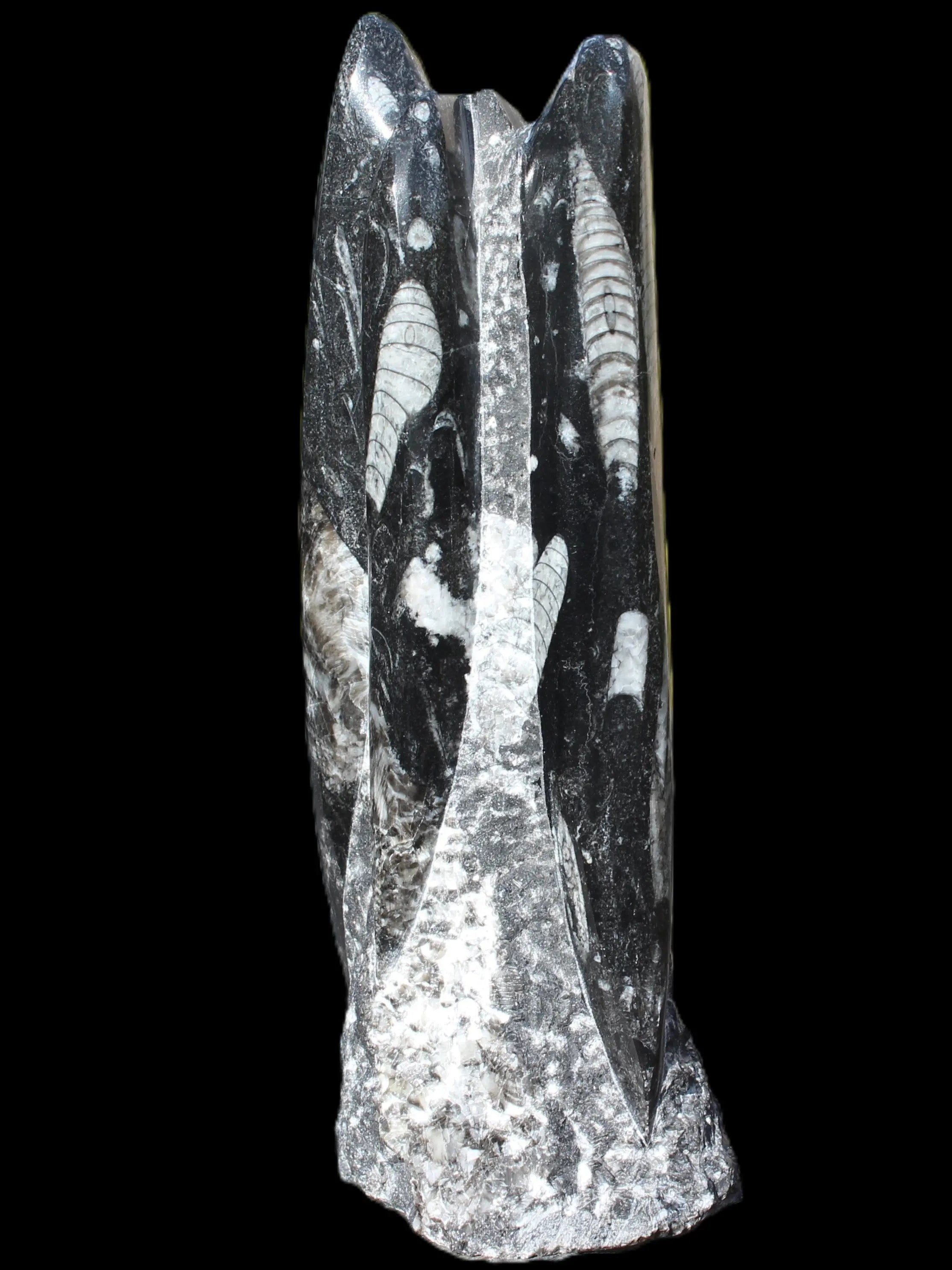 Orthoceras fossil tower 1279g Rocks and Things