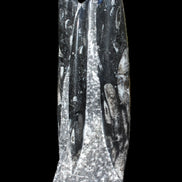 Orthoceras fossil tower 1279g Rocks and Things