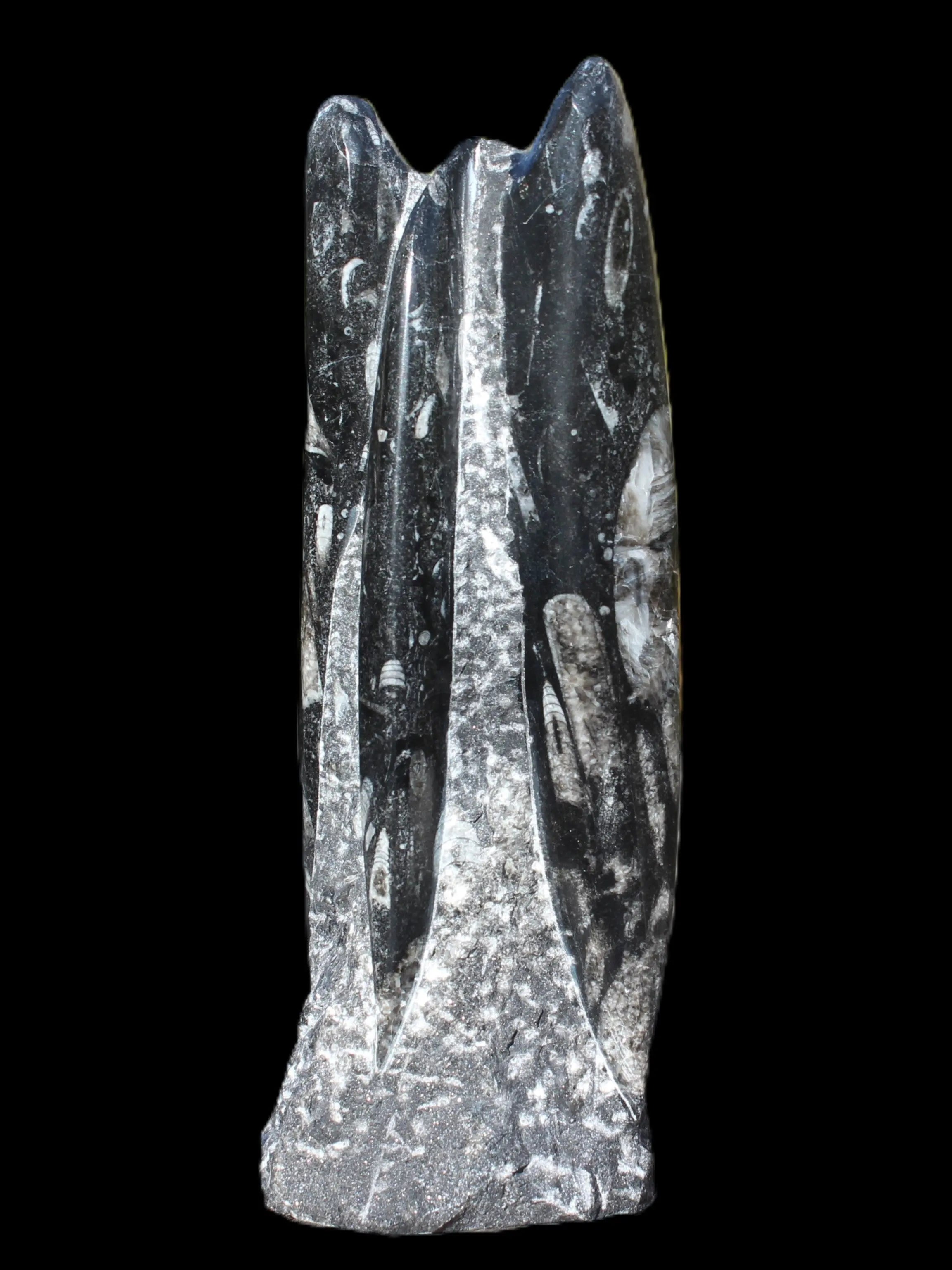 Orthoceras fossil tower 1279g Rocks and Things