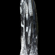 Orthoceras fossil tower 1279g Rocks and Things