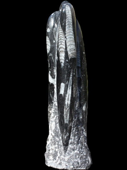 Orthoceras fossil tower 1279g Rocks and Things