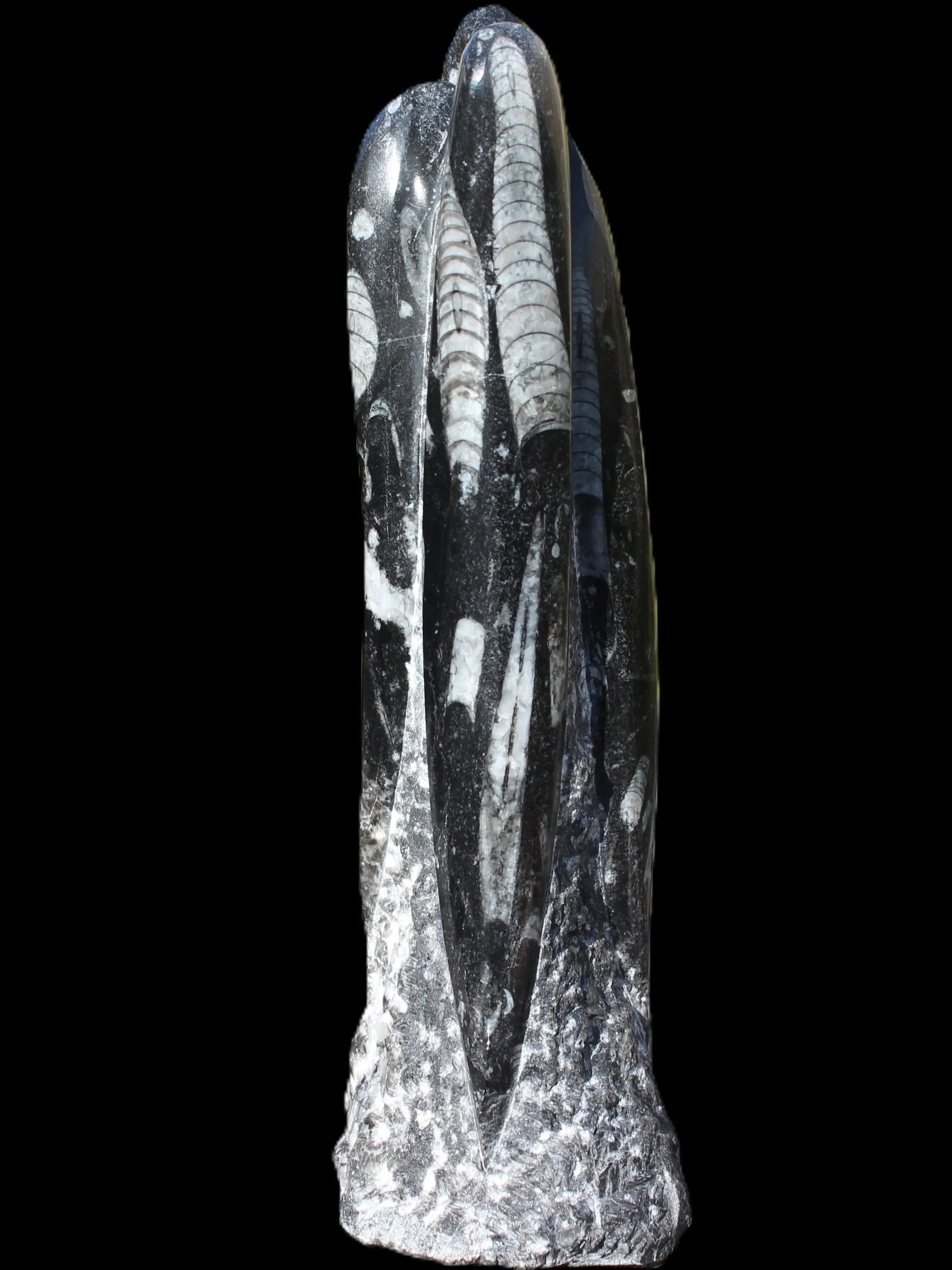 Orthoceras fossil tower 1279g Rocks and Things