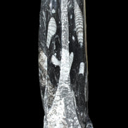 Orthoceras fossil tower 1279g Rocks and Things