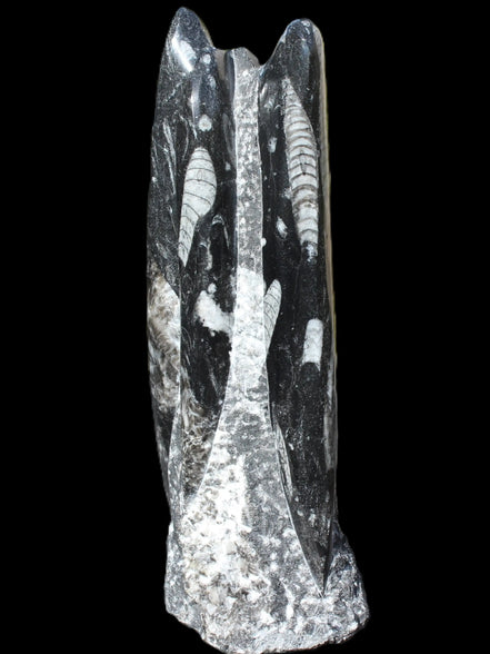 Orthoceras fossil tower 1279g Rocks and Things