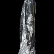 Orthoceras fossil tower 1279g Rocks and Things