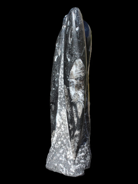 Orthoceras fossil tower 1279g Rocks and Things