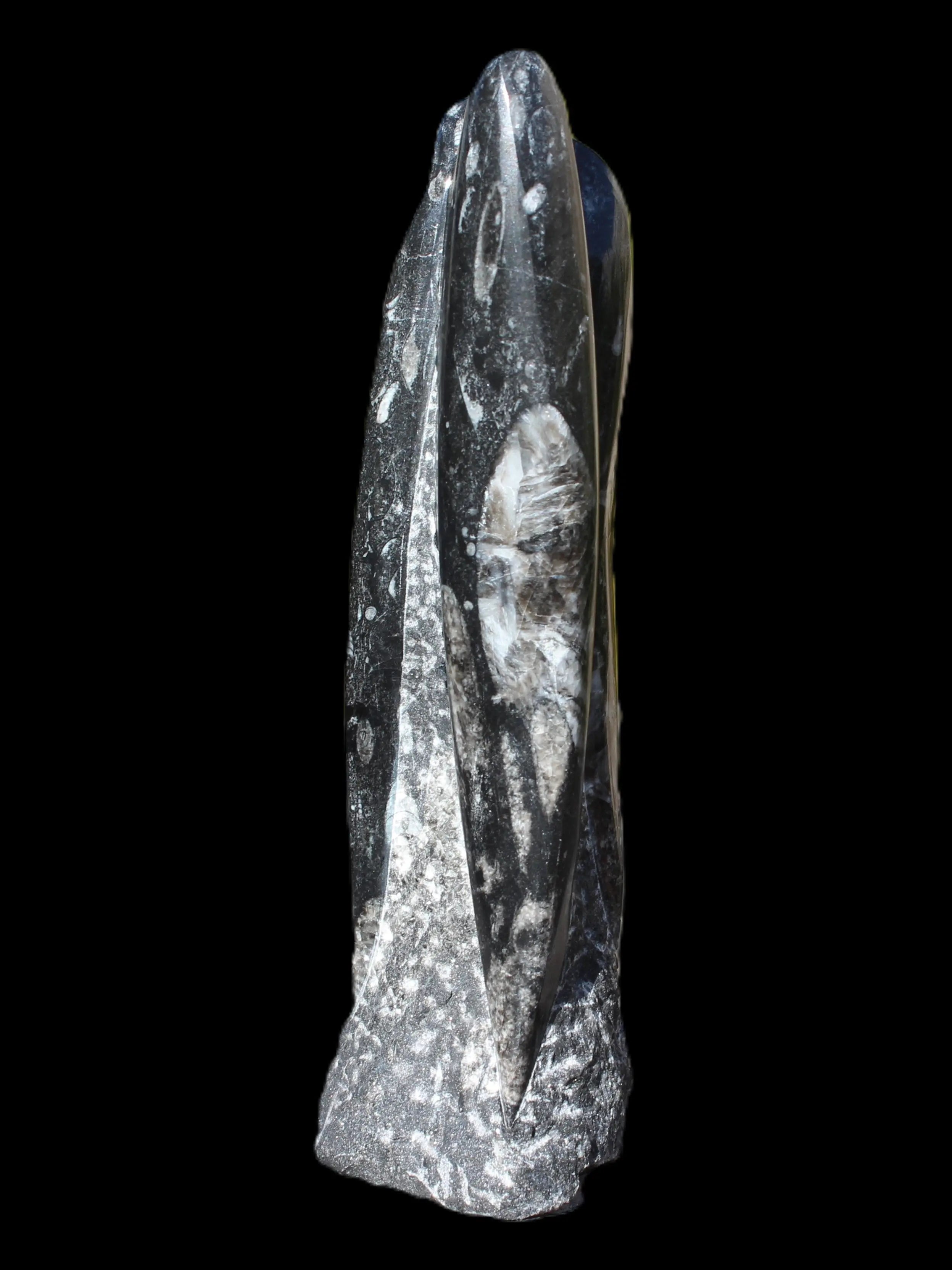 Orthoceras fossil tower 1279g Rocks and Things