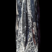 Orthoceras fossil tower 1279g Rocks and Things