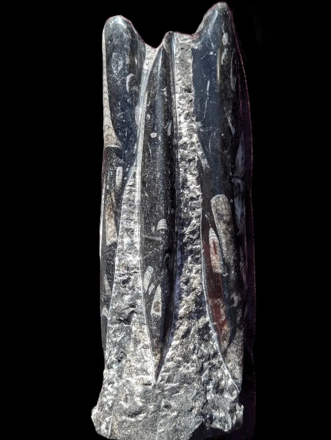 Orthoceras fossil tower 1279g Rocks and Things