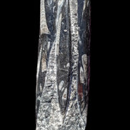 Orthoceras fossil tower 1279g Rocks and Things