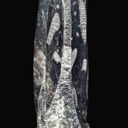 Orthoceras fossil tower 1279g Rocks and Things