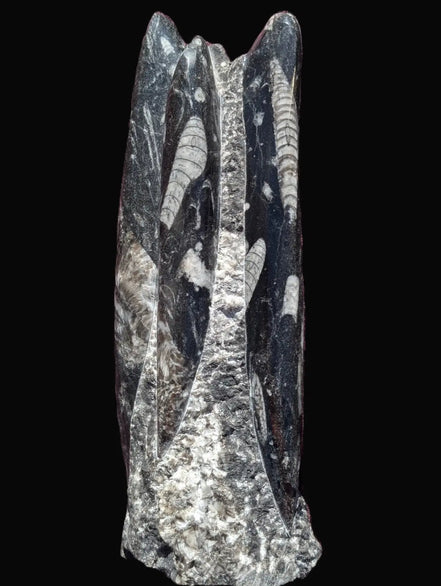 Orthoceras fossil tower 1279g Rocks and Things