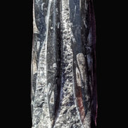 Orthoceras fossil tower 1279g Rocks and Things