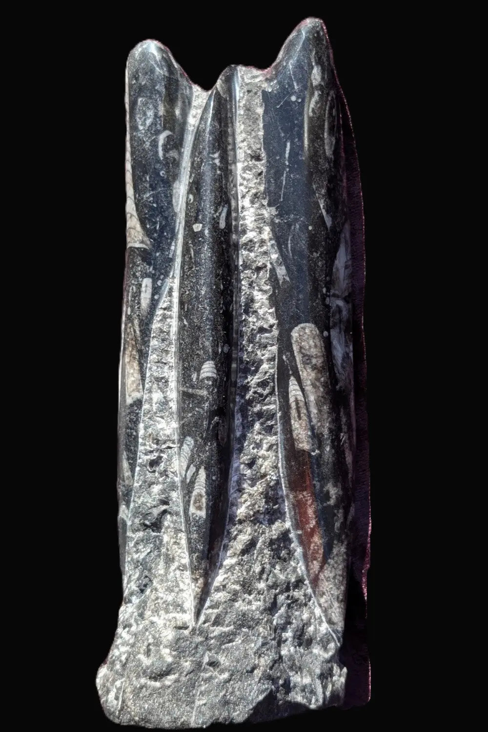 Orthoceras fossil tower 1279g Rocks and Things
