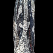Orthoceras fossil tower 1279g Rocks and Things